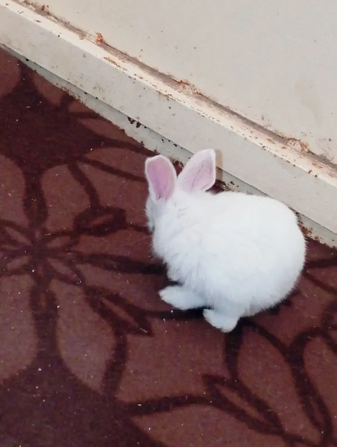 خرگوش گمشده|حیوانات|یاسوج, |دیوار