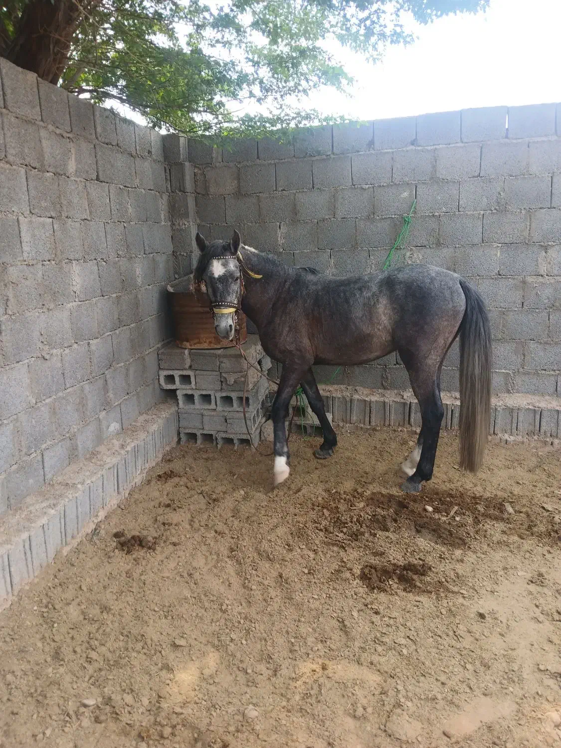 اسب نیله|اسب و تجهیزات اسب‌سواری|شبانکاره, |دیوار