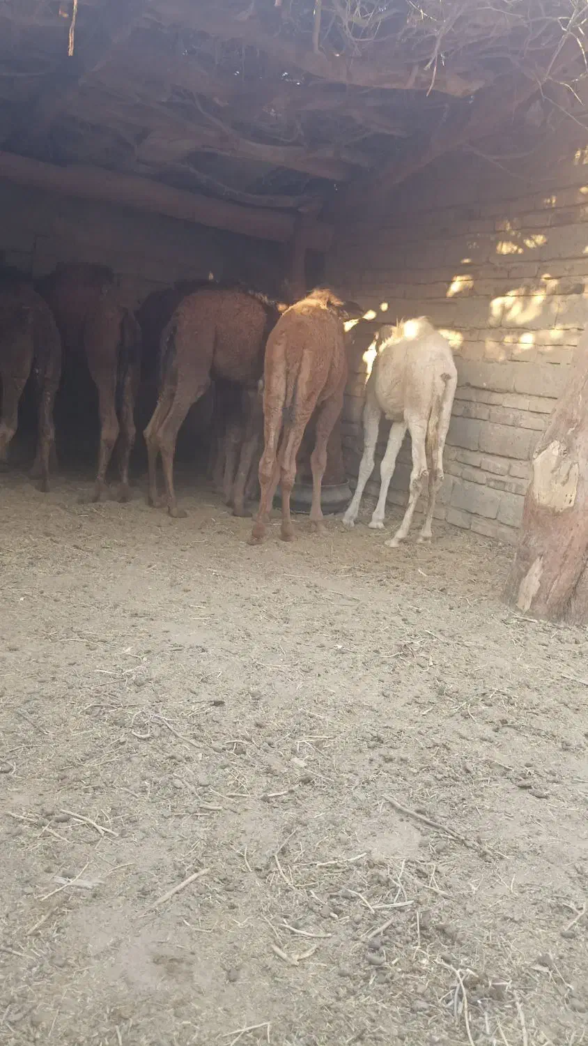 تعداد 10عدد جونگ نر آماده پرواز کرد|حیوانات مزرعه|جزنیک, |دیوار