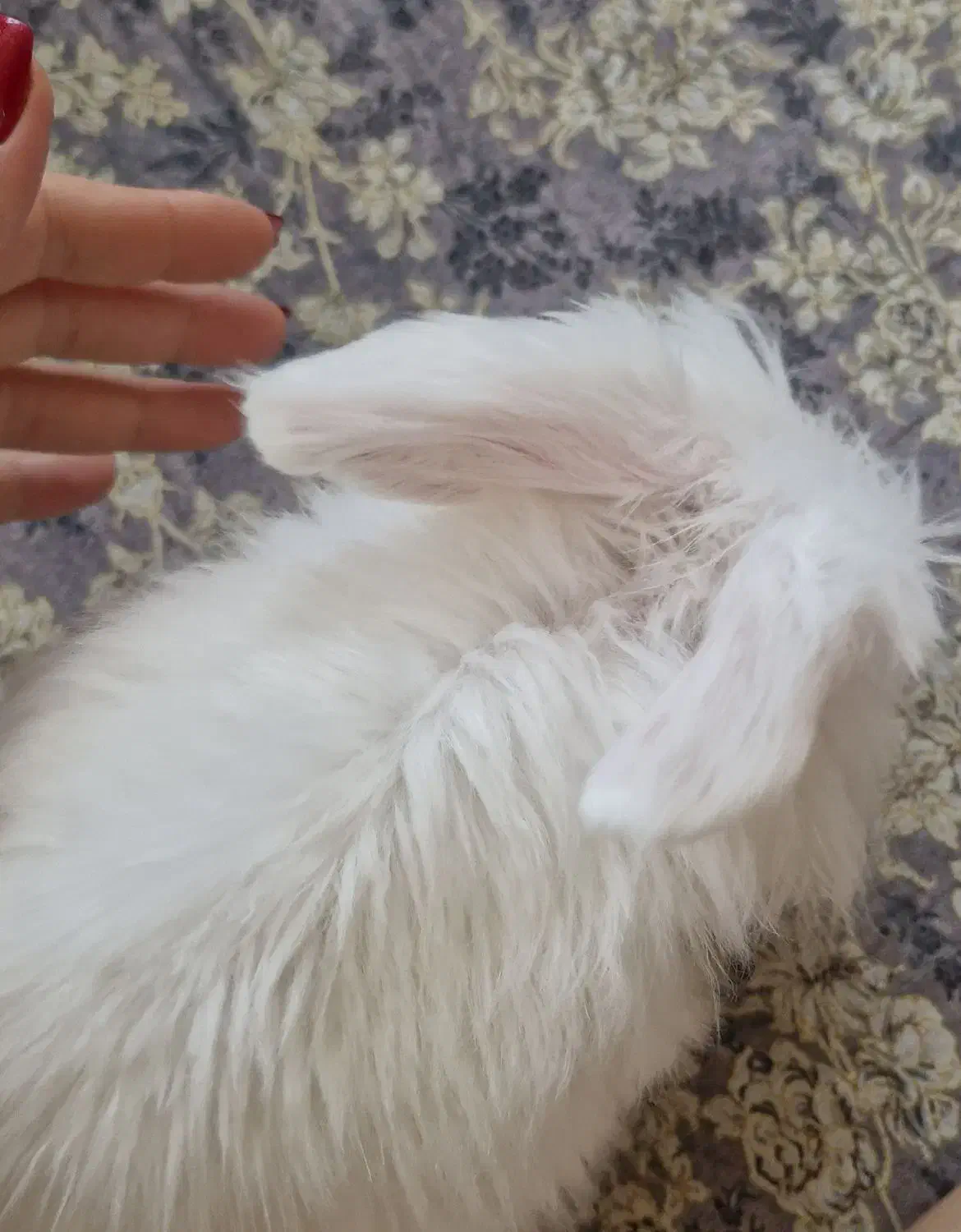 فروش خرگوش لُپ|موش و خرگوش|شوش, |دیوار