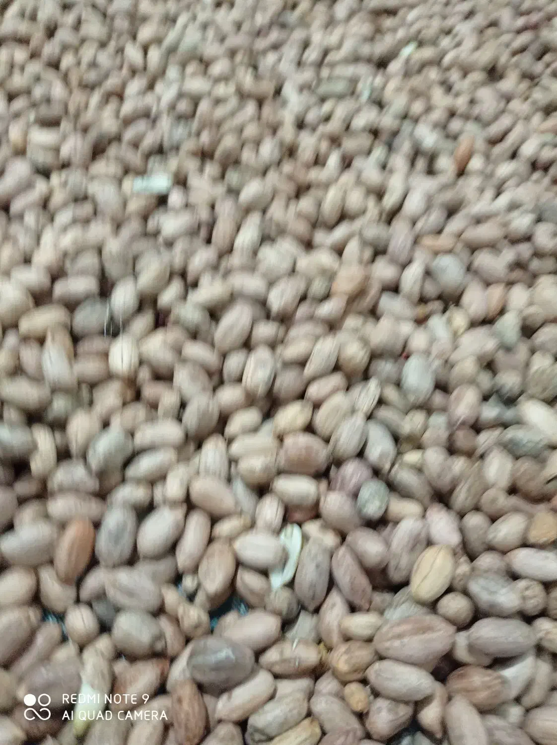 بادام زمینی محلی|خوردنی و آشامیدنی|مینودشت, |دیوار
