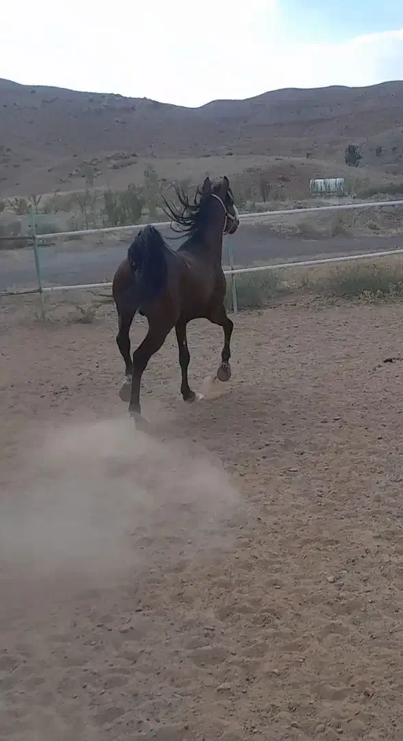 اسب کرد جوان|اسب و تجهیزات اسب‌سواری|تبریز, |دیوار