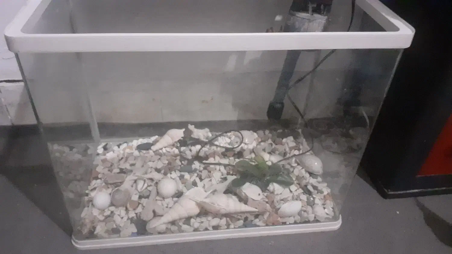 اکواریوم ماهیران|ماهی|پاکدشت, پاکدشت (مامازند)|دیوار