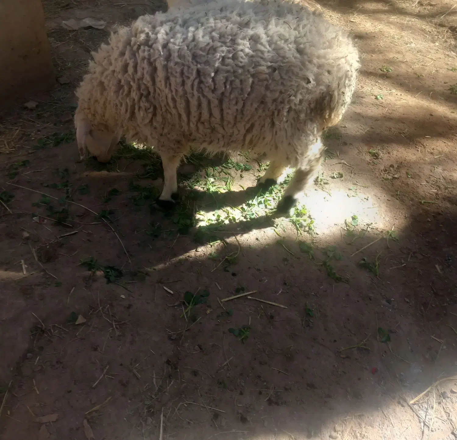 گوسفند|حیوانات مزرعه|نرماشیر, |دیوار