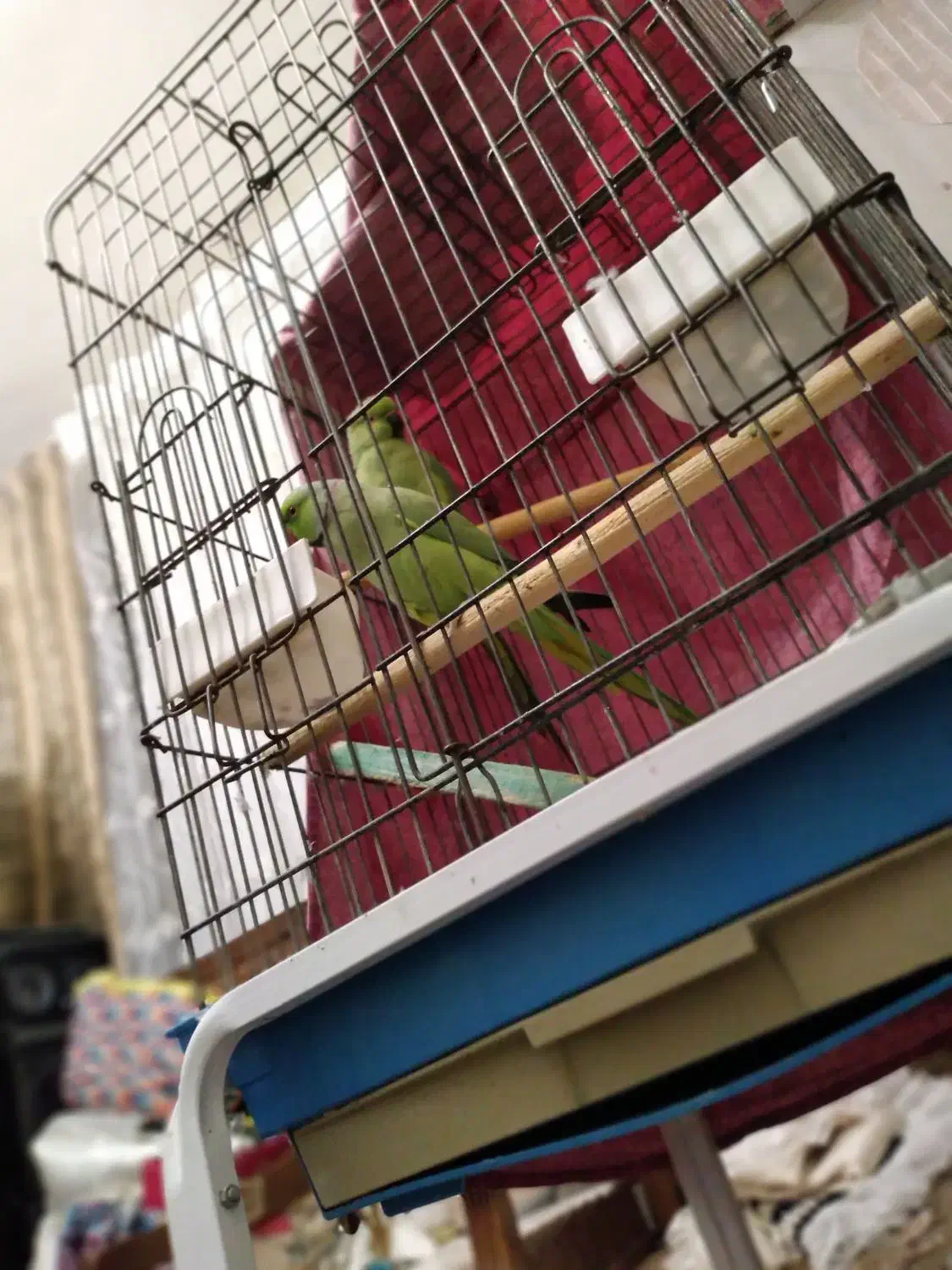 جفت ملنگو مست مست و کوتوله برزیلی مولد|پرنده|تبریز, |دیوار