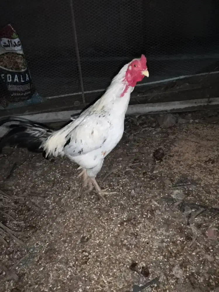 خروس|حیوانات مزرعه|سراوان, |دیوار