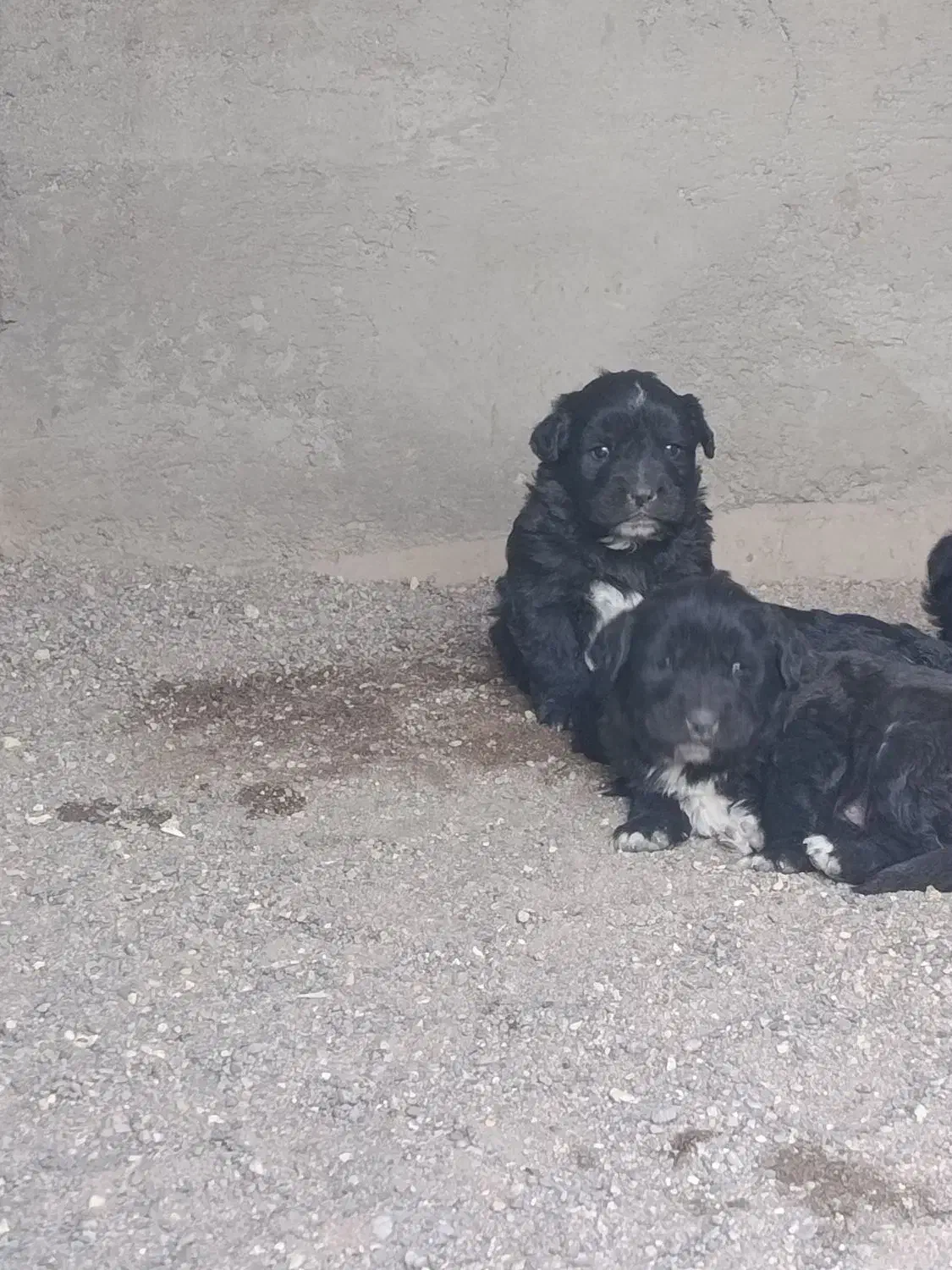 واگذار‌ی‌توله‌قهدریجانی|سگ|سیرجان, |دیوار