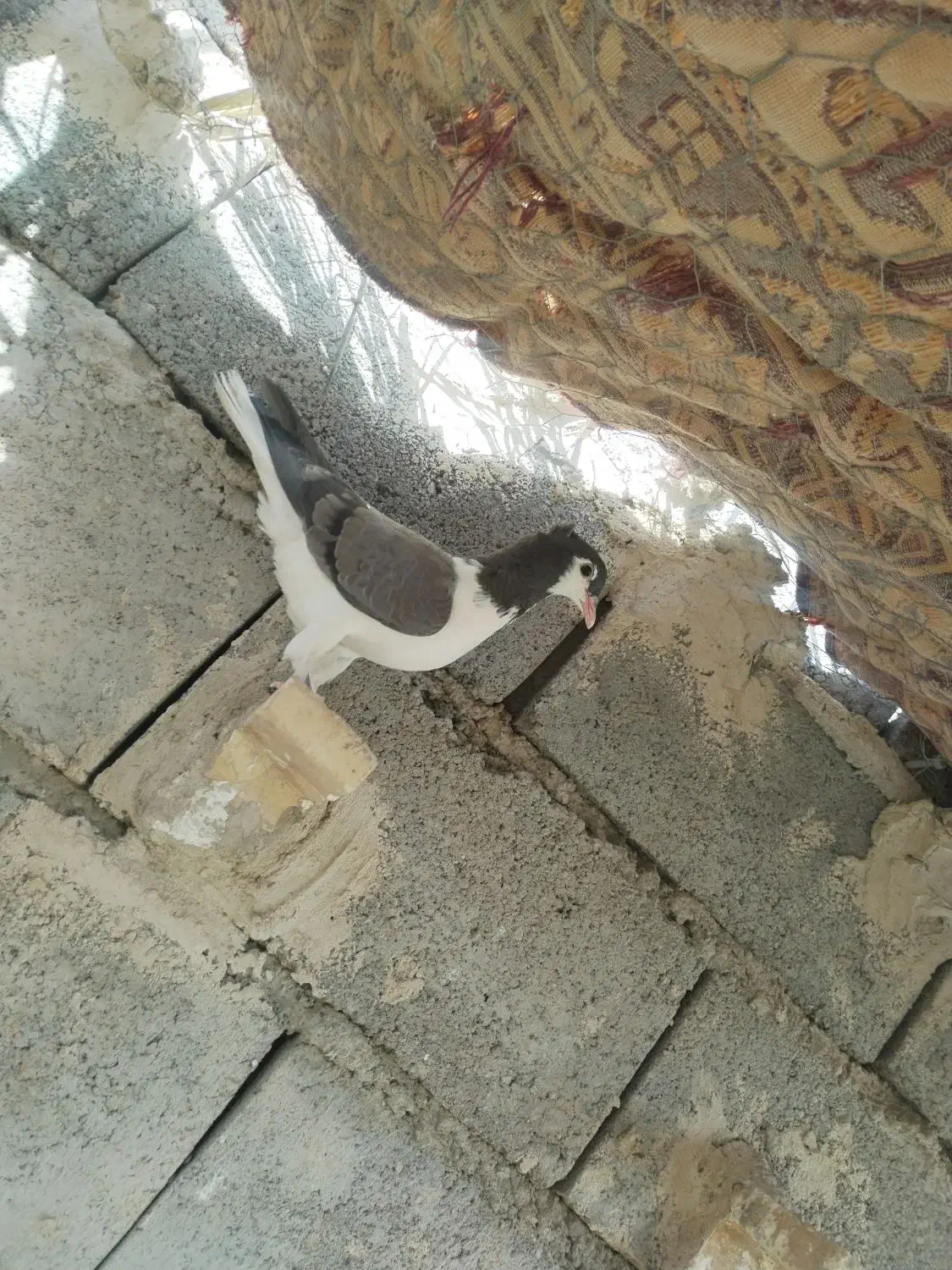 کفتر|پرنده|یزدان شهر, |دیوار