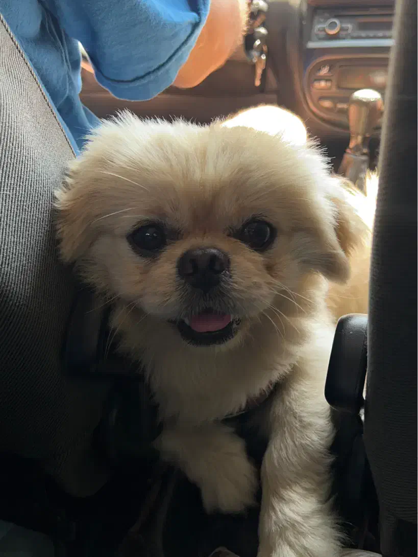 سگ پکینیز نر عقیم شده|سگ|بابل, |دیوار