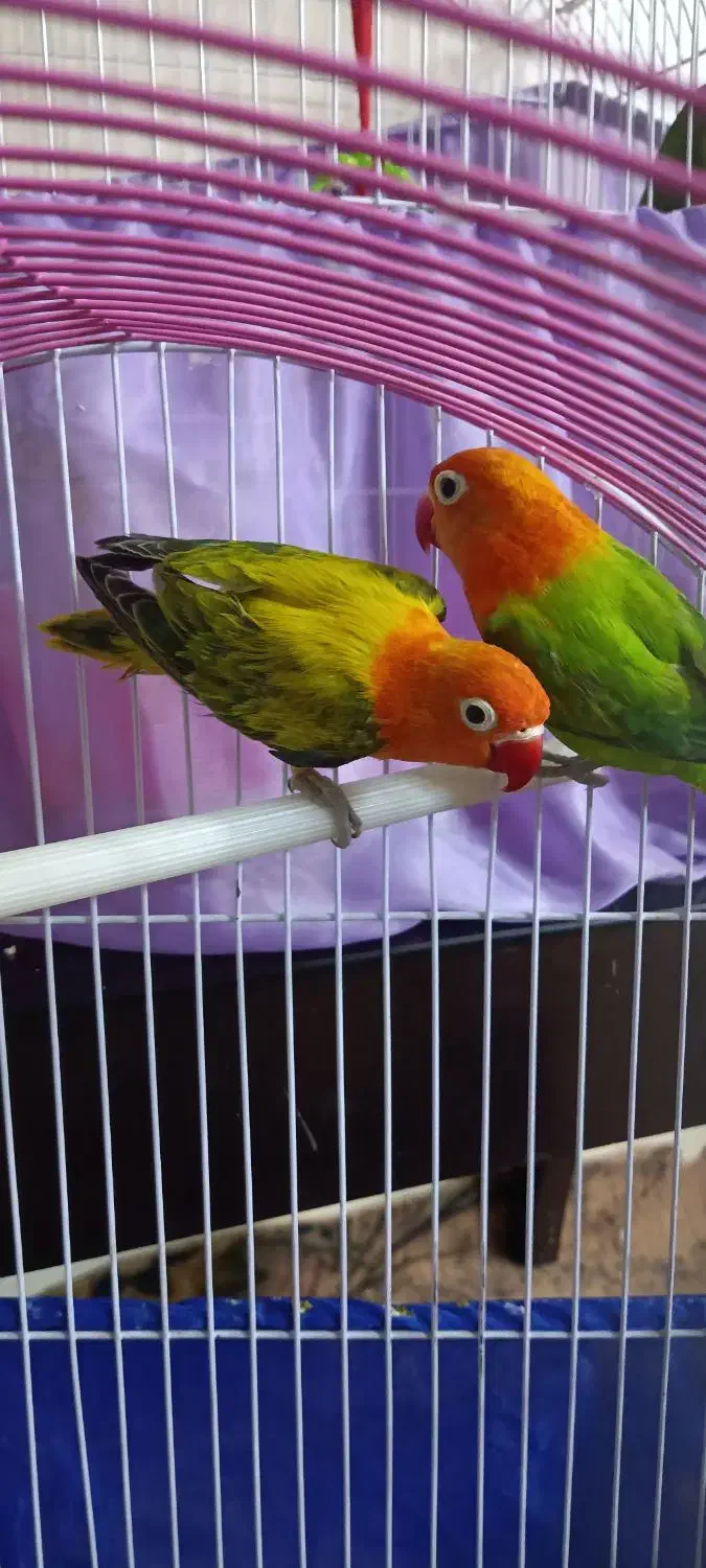 طوطی برزیلی یوینگ|پرنده|ری, دولت‌آباد|دیوار