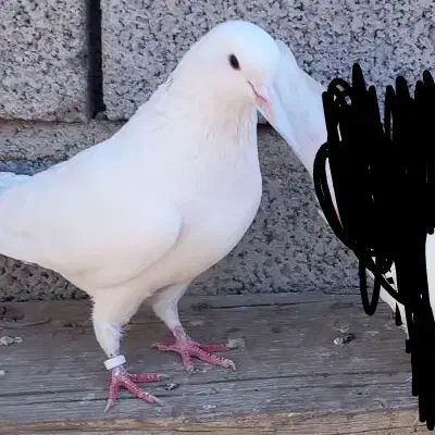 سفید نر زیر بال رنگی|حیوانات|خسروشاه, |دیوار