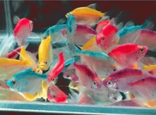 ماهی اکواریوم|ماهی|شاهرود, |دیوار