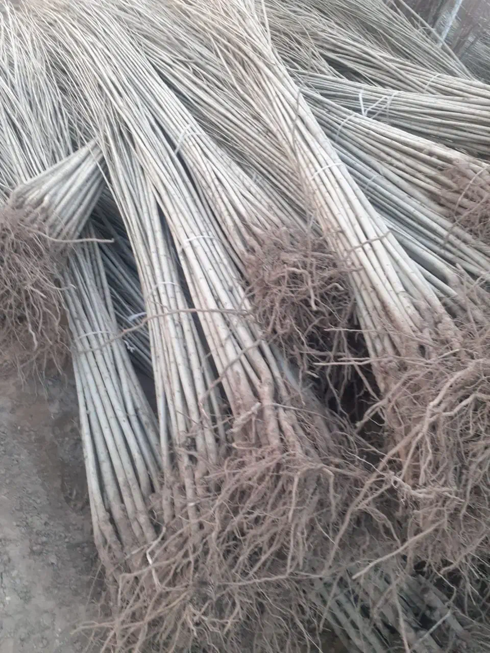 عرضه نــهالهای ریـشه لخت عمده وخردهـاز خـزانه|خدمات باغبانی و درختکاری|مشگین شهر, |دیوار