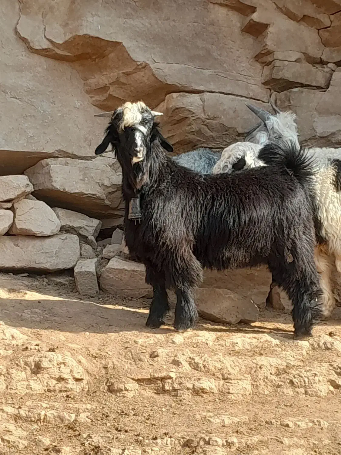 بیگ تخمی|حیوانات مزرعه|مسجد سلیمان, |دیوار