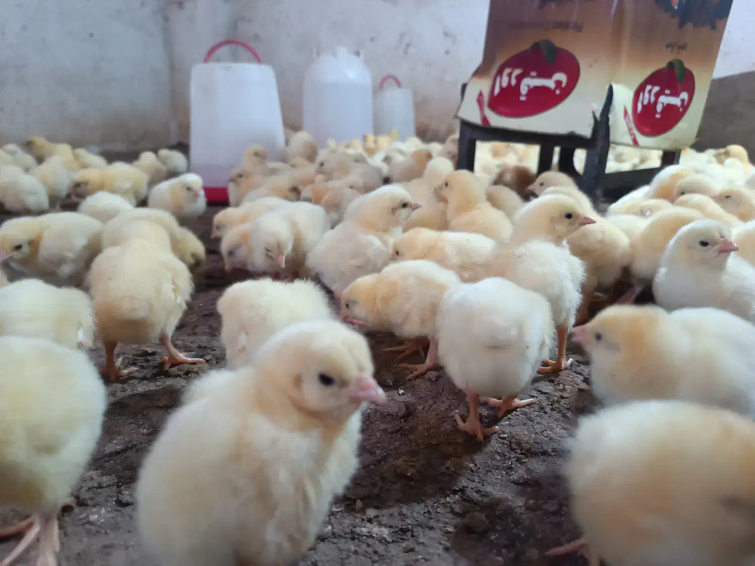 فروش جوجه یک روزه راس|حیوانات مزرعه|فاضل آباد, |دیوار