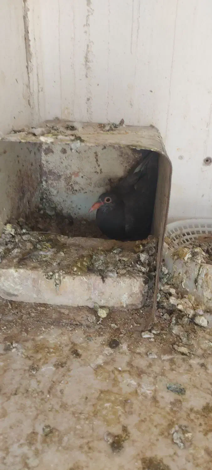 کلاغ|پرنده|رفسنجان, |دیوار