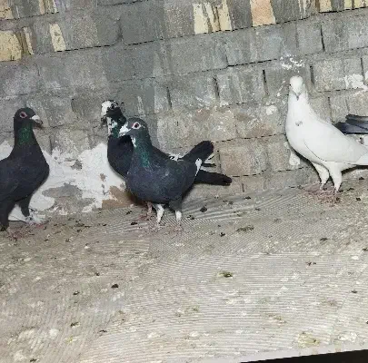 کفتر پلاکی دسته رسید|پرنده|یزد, |دیوار