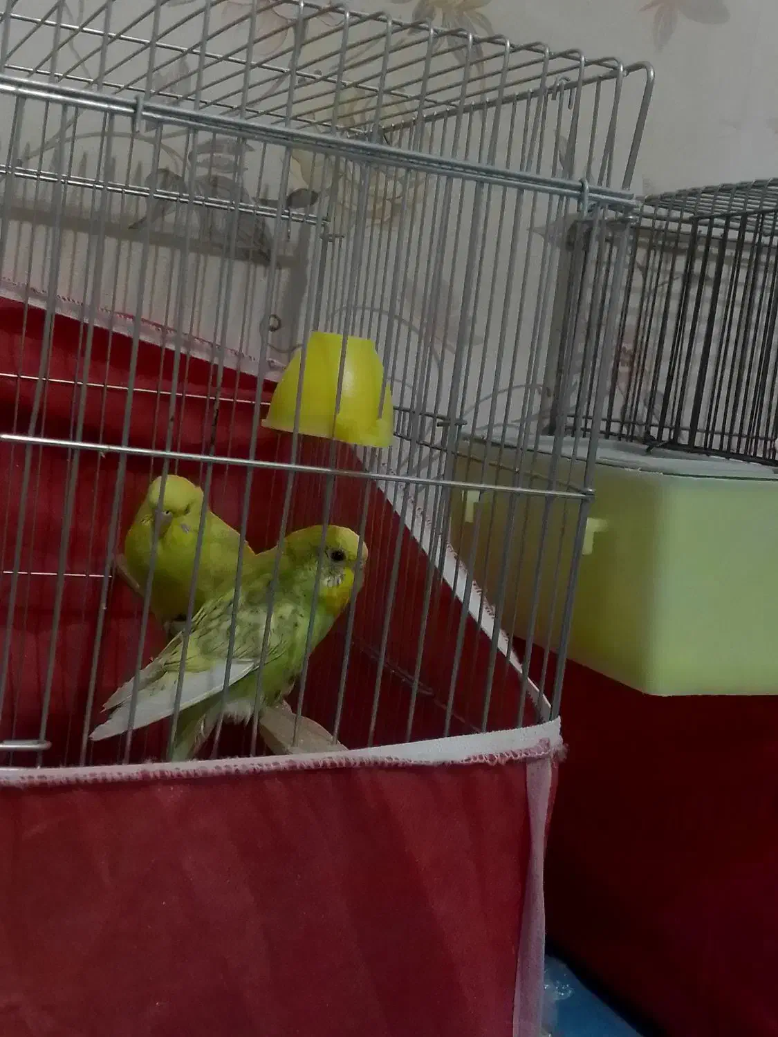 مرغ عشق ریمبو یا اسپانگل|پرنده|زرقان, |دیوار