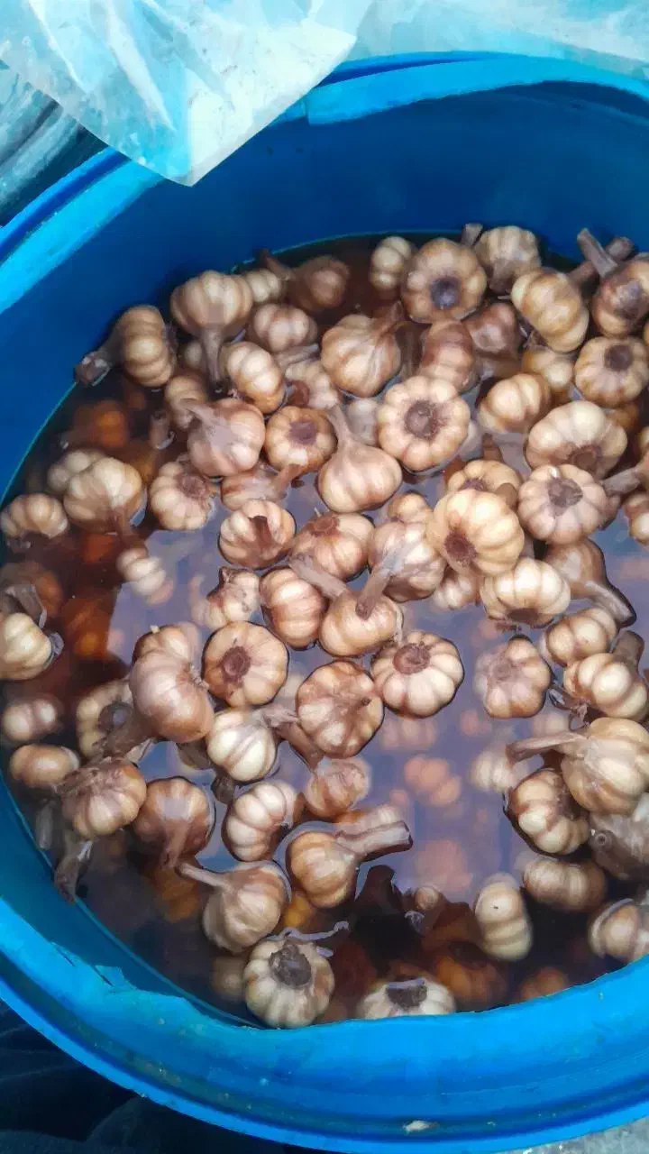 سیر ترشی طارم درجه یک|عمده‌فروشی|چورزق, |دیوار