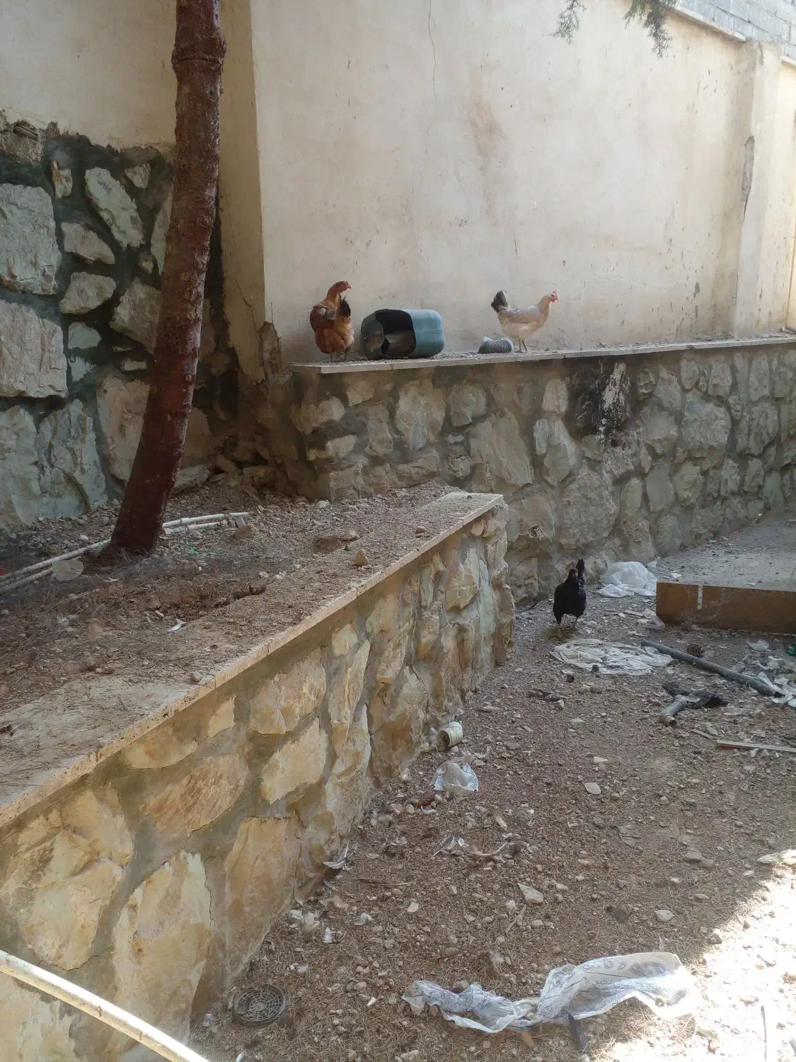 6تامرغ تخمگذار  و 4تاجوجه|حیوانات مزرعه|رودهن, |دیوار