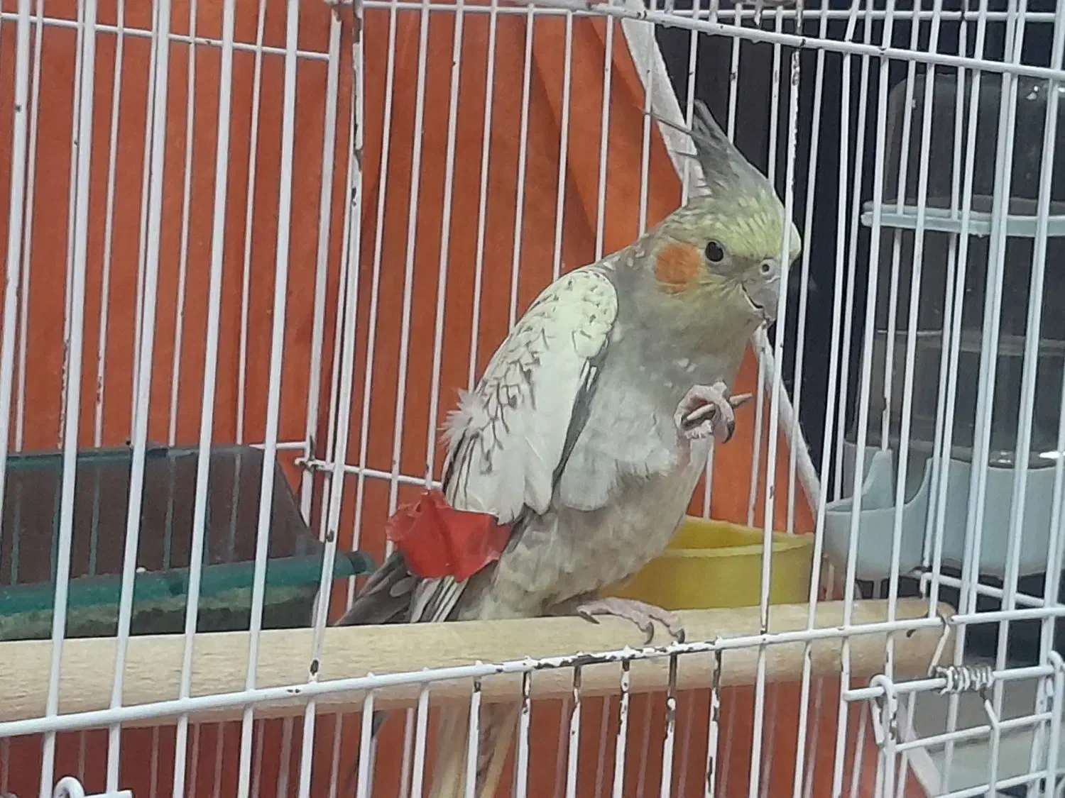 عروس هلندی فوق دستی مرواریدی|پرنده|بافق, |دیوار