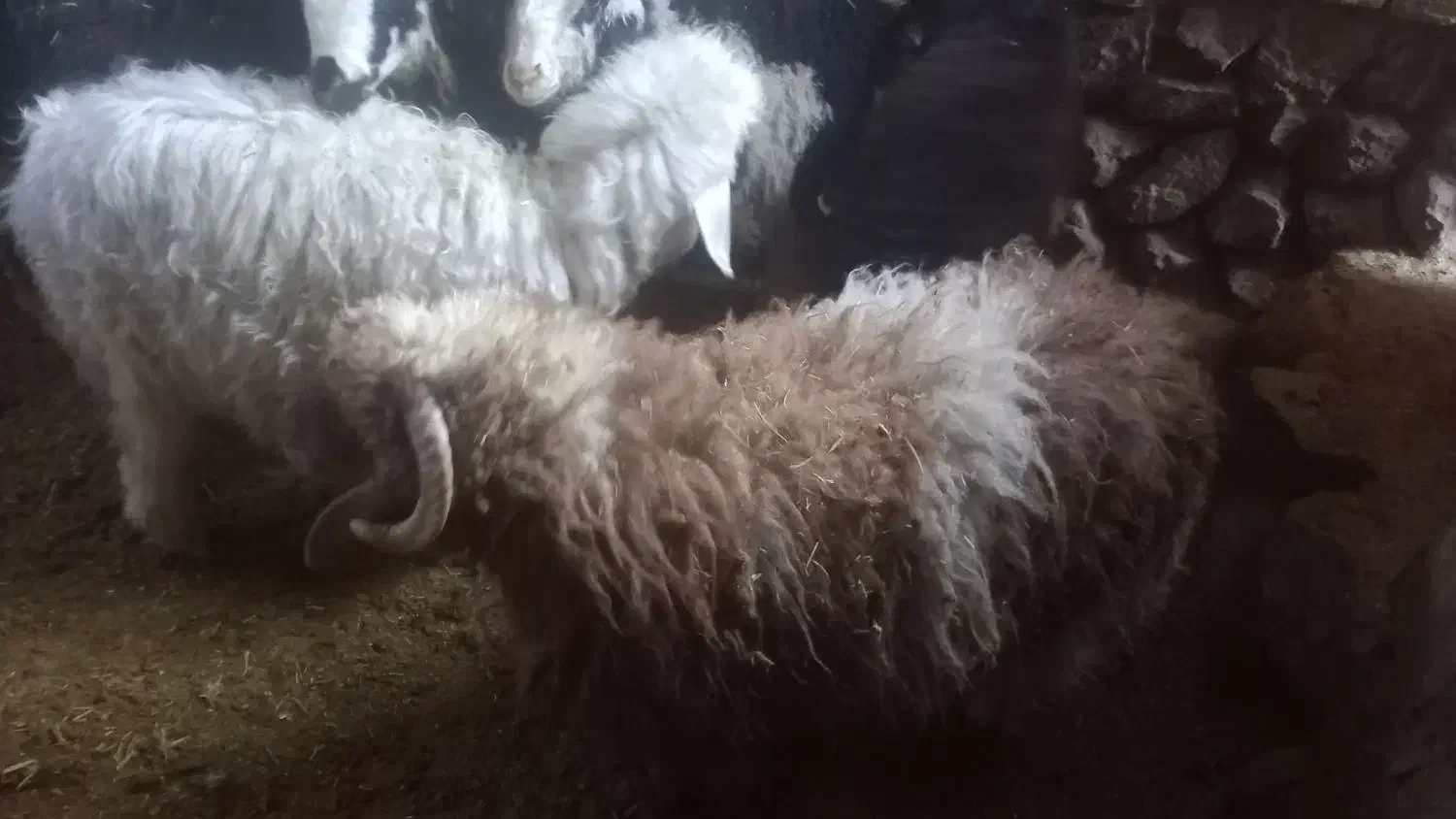 بره نروماده سبک|حیوانات مزرعه|نیر (یزد), |دیوار