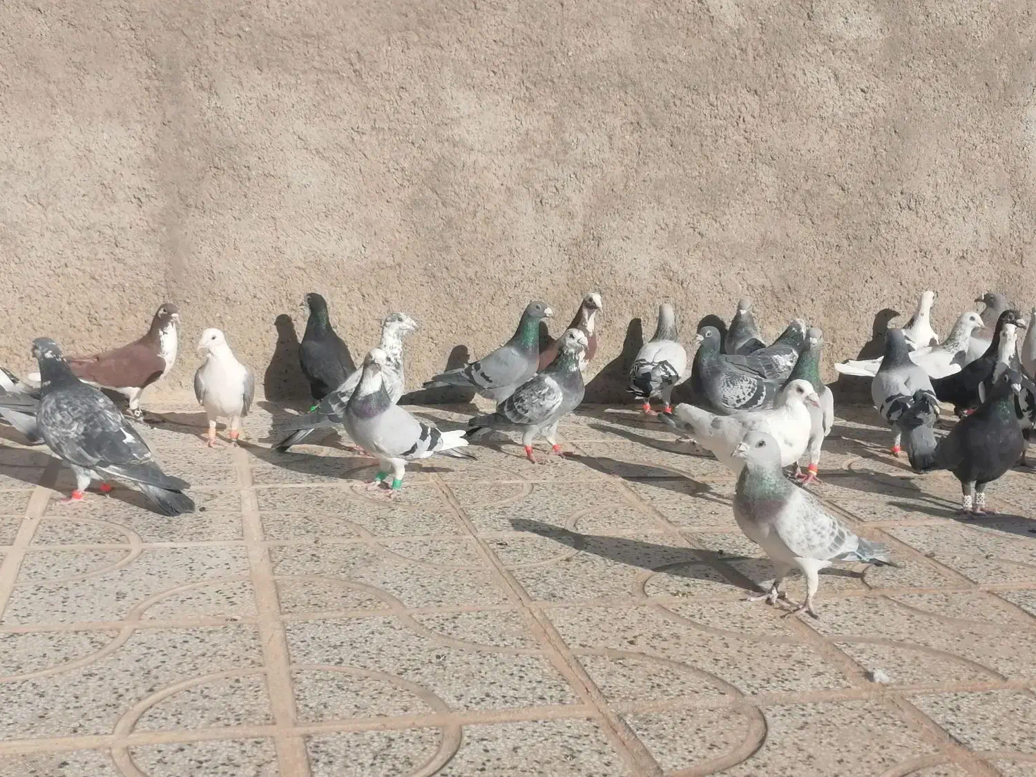 کفتر بوم بضمانت|پرنده|تربتحیدریه, پایانه مسافربری تربت حیدریه|دیوار