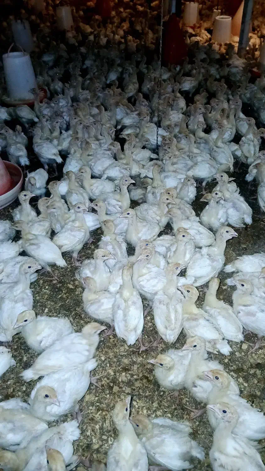 بوقلمون بیوتی سنگین وزن|حیوانات مزرعه|اطاقور, |دیوار