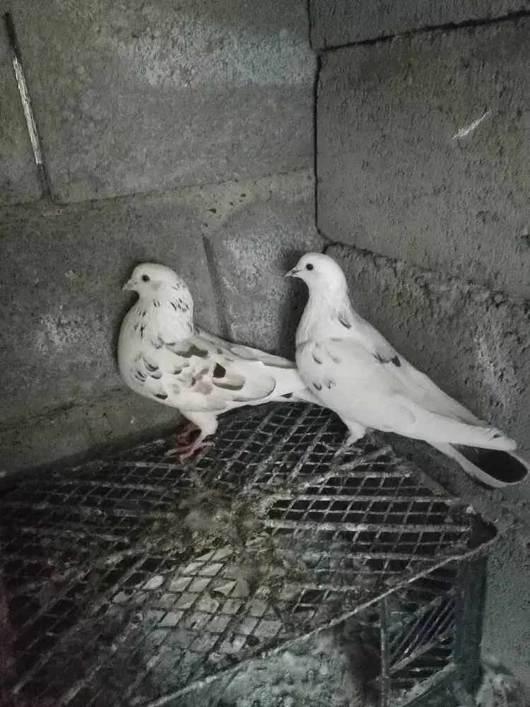 کفتر|پرنده|میناب, |دیوار