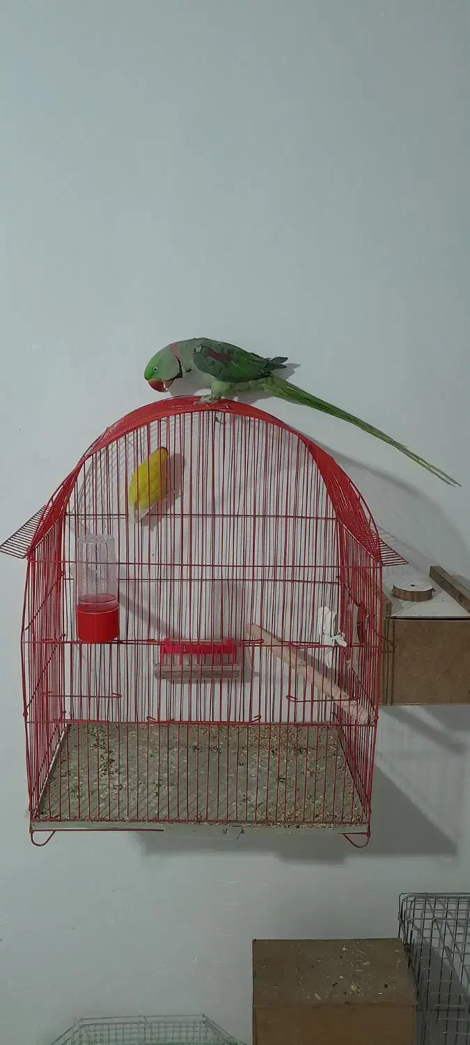 فروش شاه طوطی|پرنده|نقده, |دیوار