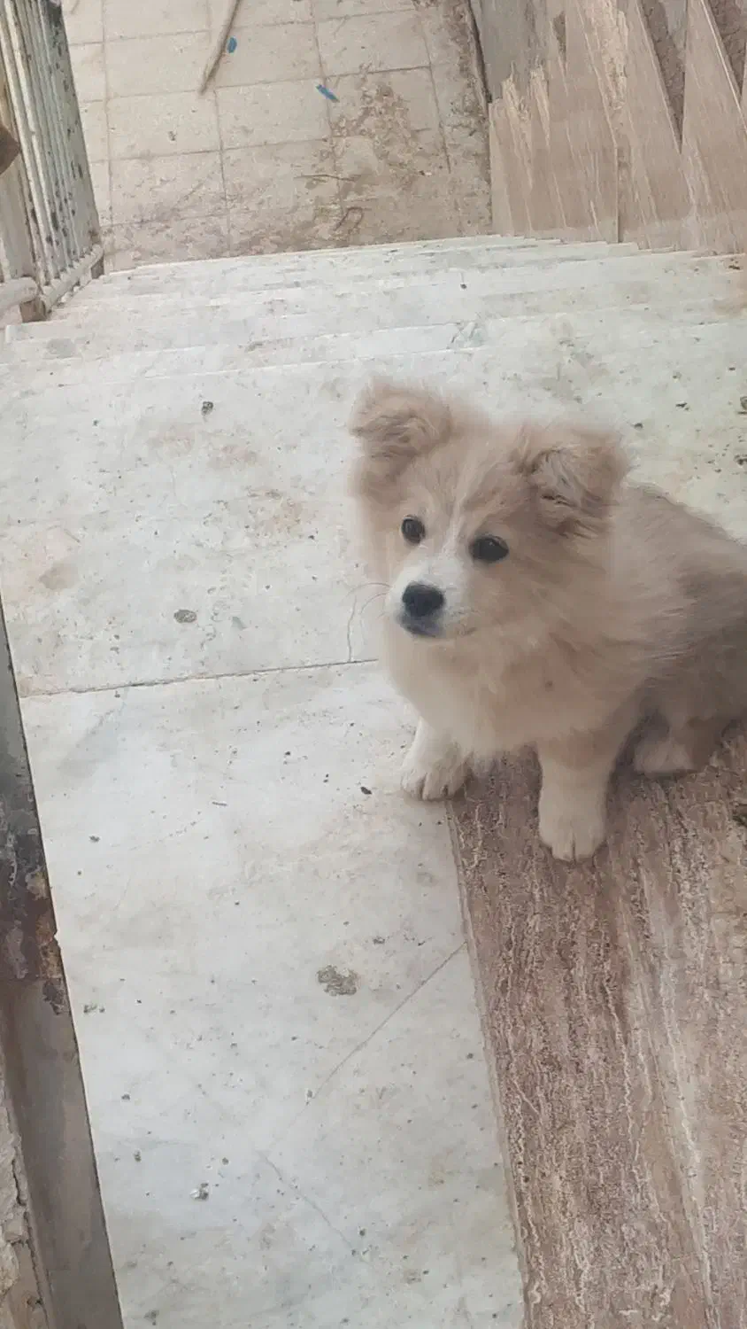 توله پامر|سگ|سبزوار, سجاد|دیوار