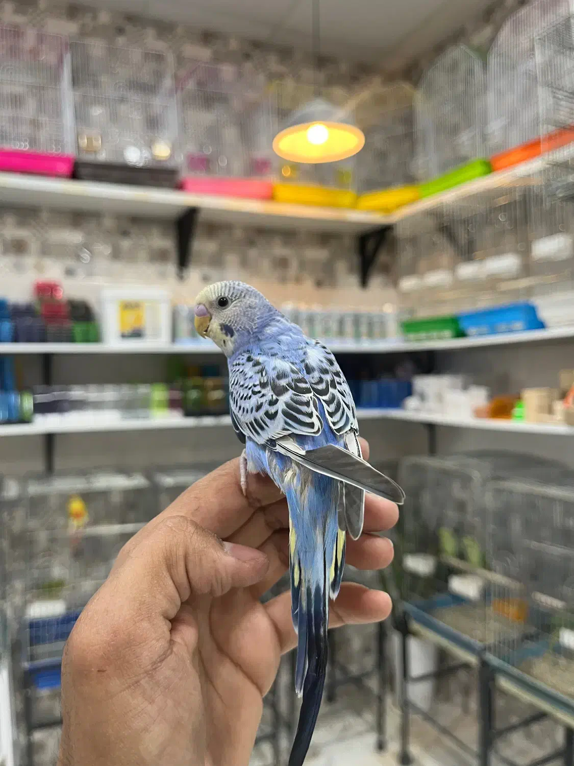 فروش انواع پرنده درجه یک و لوازم خارجی وکار تهران|پرنده|بیرجند, |دیوار