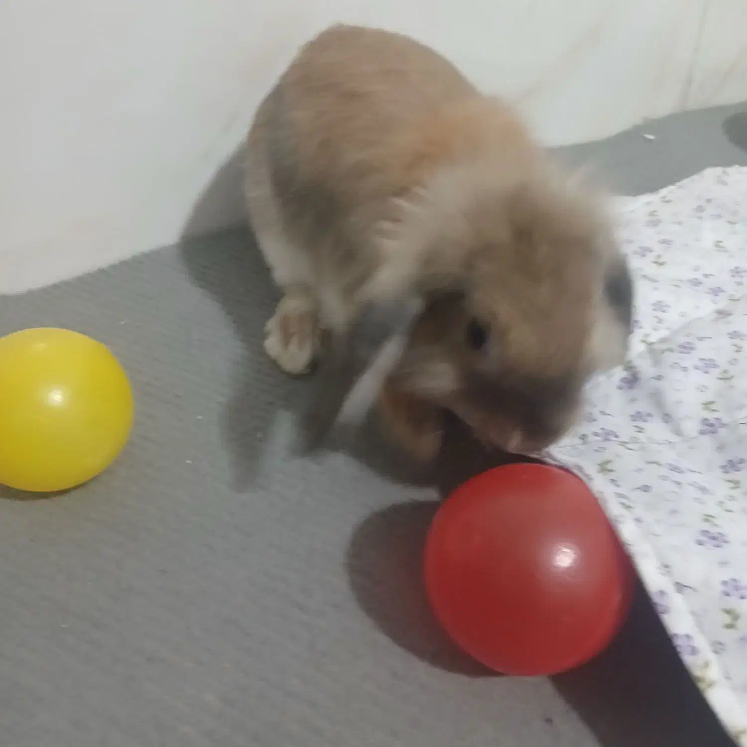 خرگوش لپو ۵ ماهه|موش و خرگوش|اسلامشهر, شهرک مفیدی|دیوار