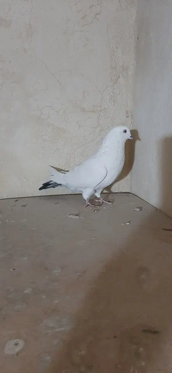 باسلام خدمت عشق بازا چنتاحیوون غریب گیری|پرنده|محمدشهر, محمدشهر|دیوار