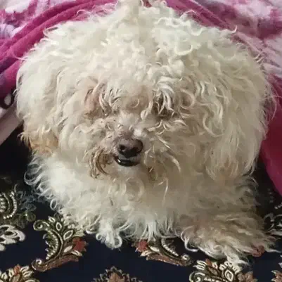 شیتزو پودل|سگ|گرگان, |دیوار