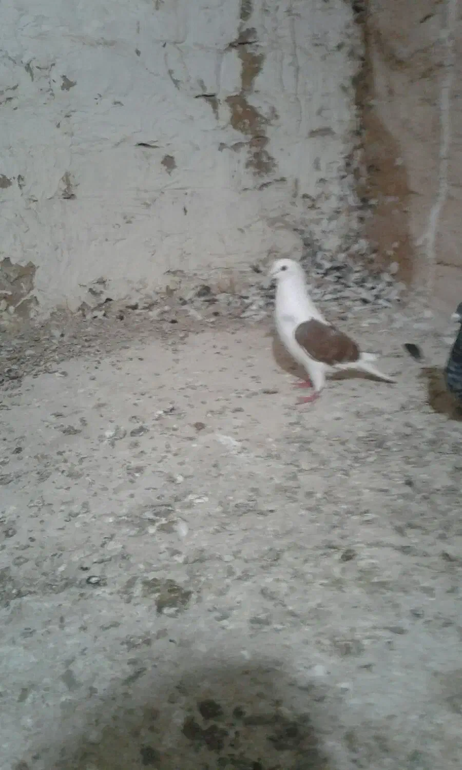 پیدشد|حیوانات|سبزوار, شرق کال میانی|دیوار