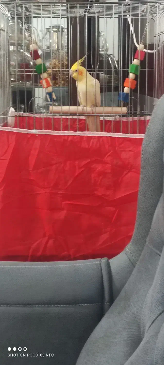 عروس هلندی|پرنده|بم, |دیوار