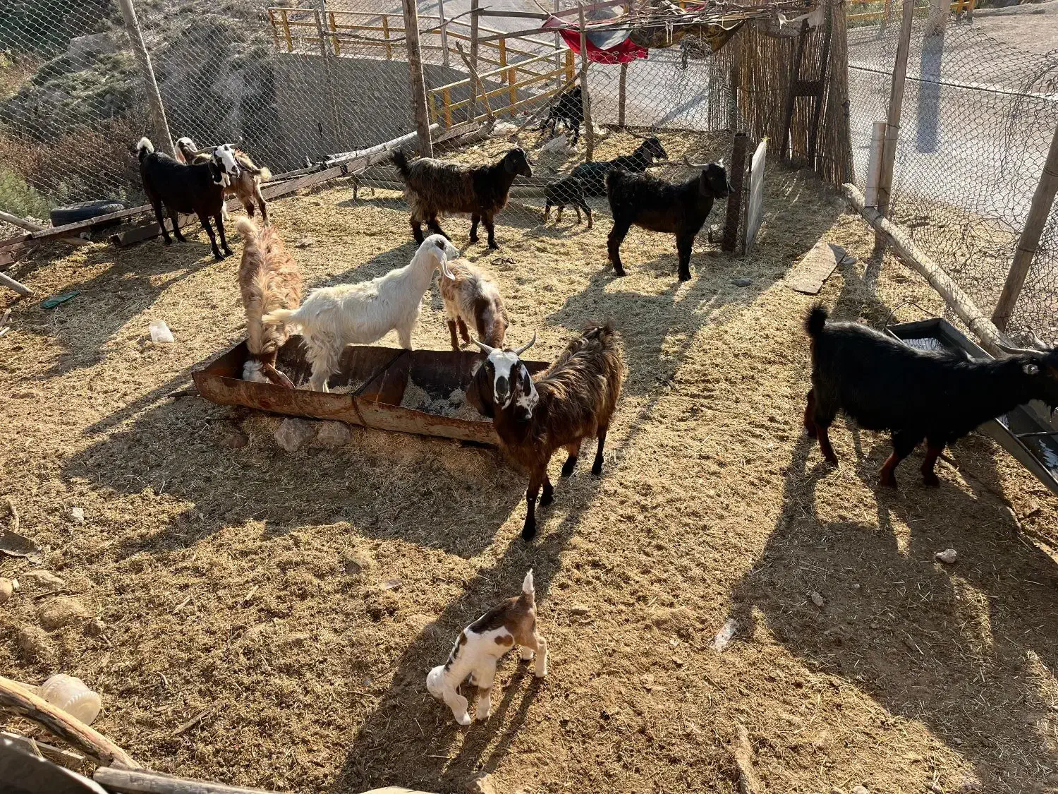 بز نژاددار|حیوانات مزرعه|دره شهر, |دیوار