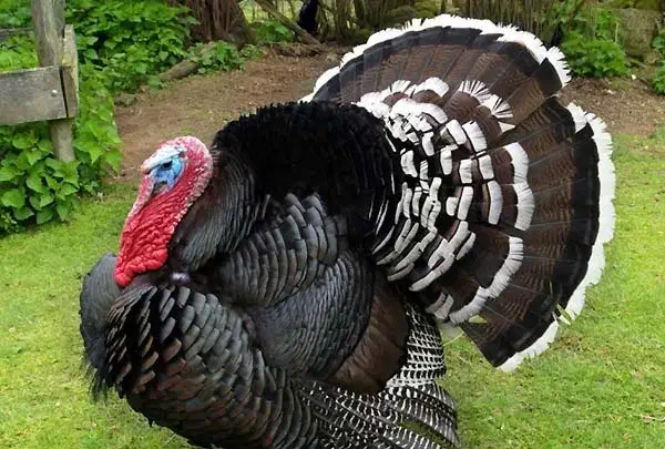 بوقلمون نر محلی|حیوانات مزرعه|فیروزآباد (فارس), |دیوار