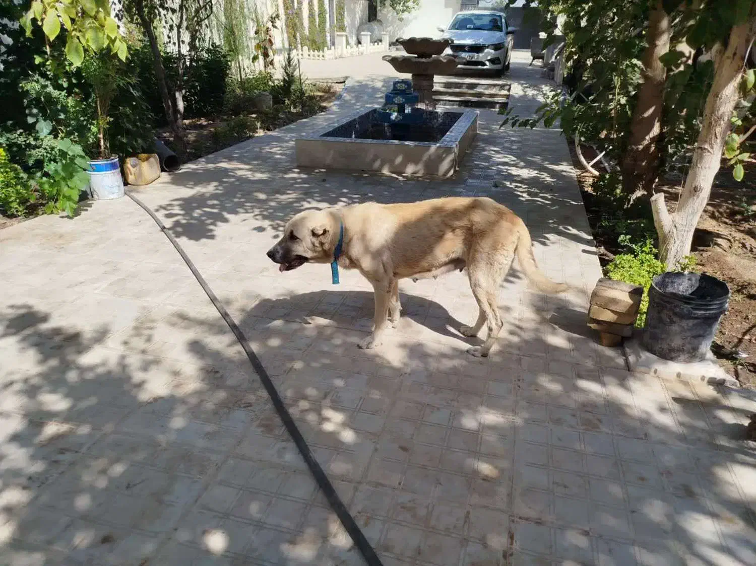 واگذاری سگ سرابی ماده|سگ|چهارباغ, |دیوار