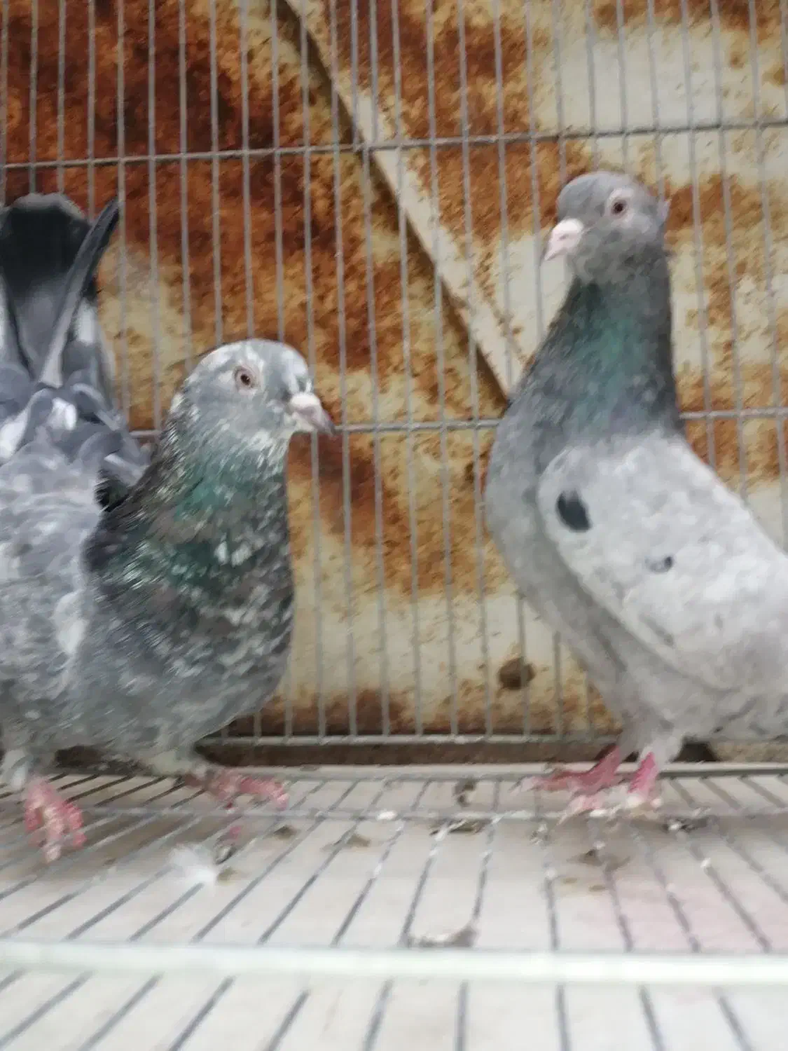 کفتر پرشی فروش و معاوضه با کفتر کشتنی|پرنده|یزد, |دیوار