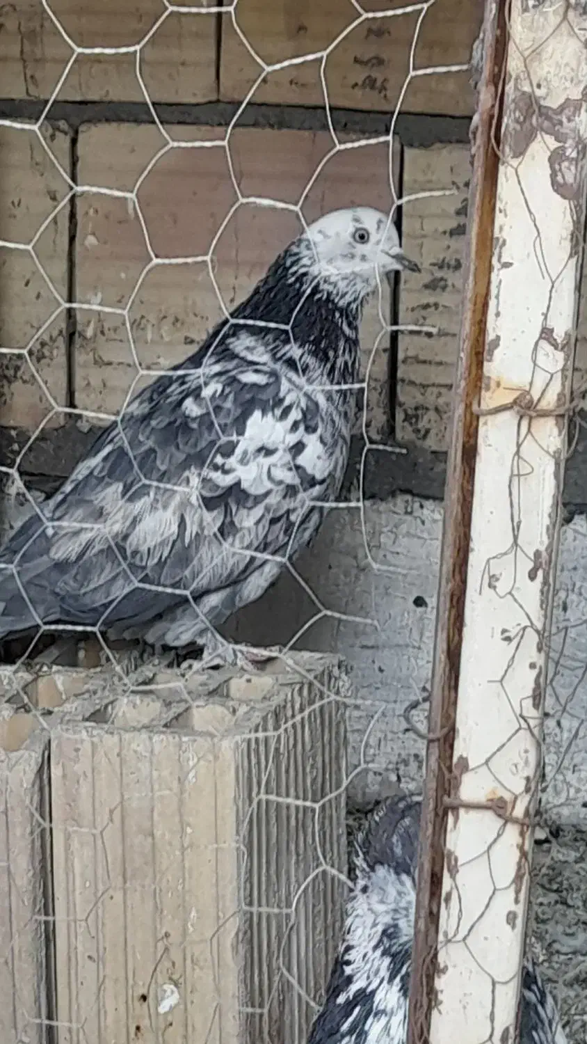 کفتر پرشی|پرنده|قم, ولیعصر|دیوار