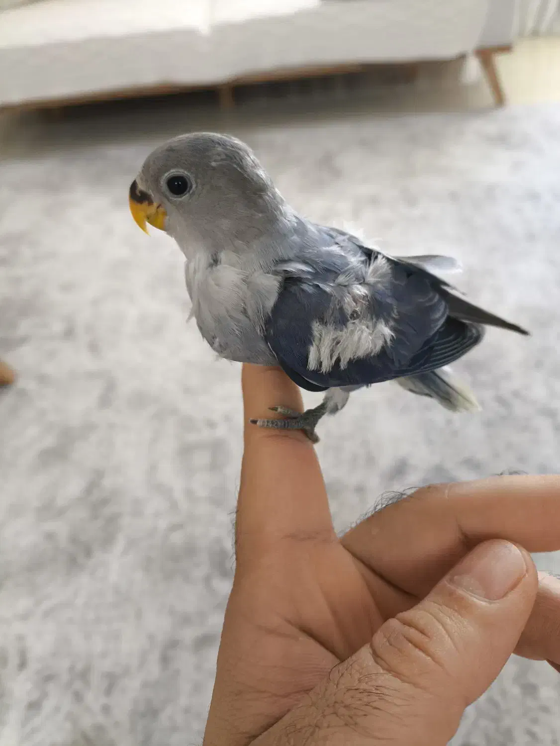 جوجه کوتوله دستی طوطی برزیلی|پرنده|بندرعباس, |دیوار