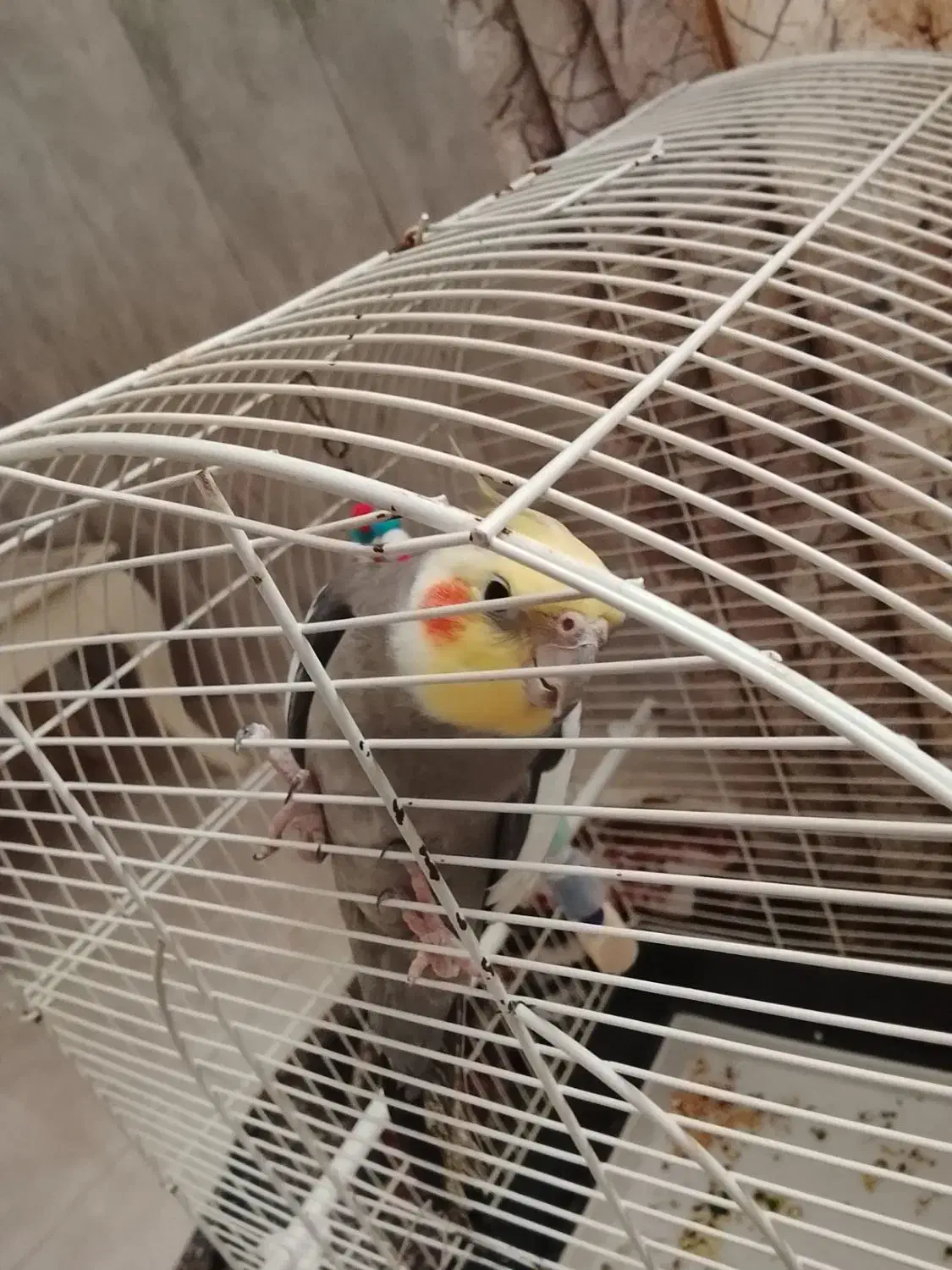 پرنده عروس فروشی|پرنده|بندر انزلی, انصار الحسین|دیوار