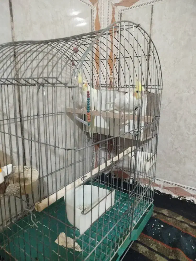 عروس هلندی سالم وکشیده مولد|پرنده|قرچک, داوود آباد|دیوار