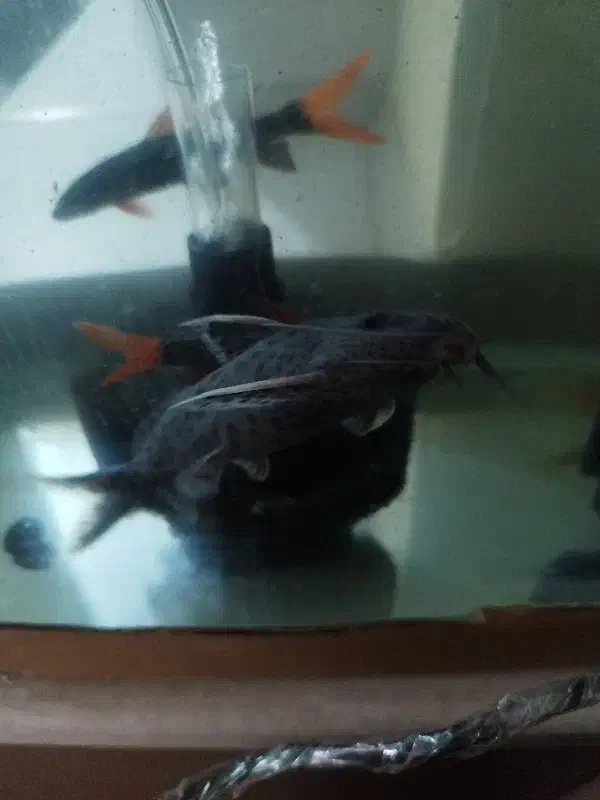 کت والنتینا یا پتریکولا دو عدد|ماهی|تهران, هفده شهریور|دیوار