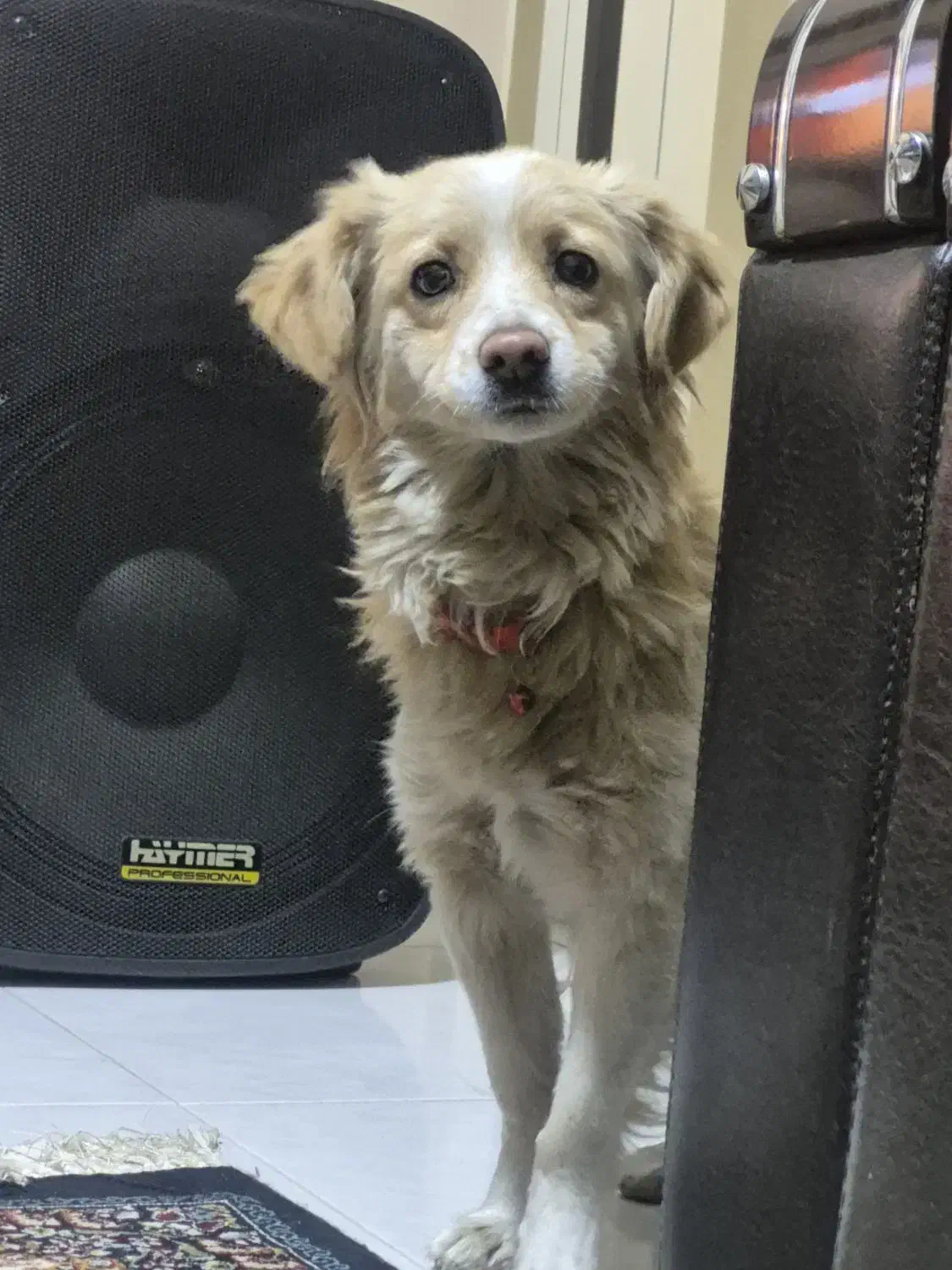 واگذاری سگ|سگ|برخوار, |دیوار