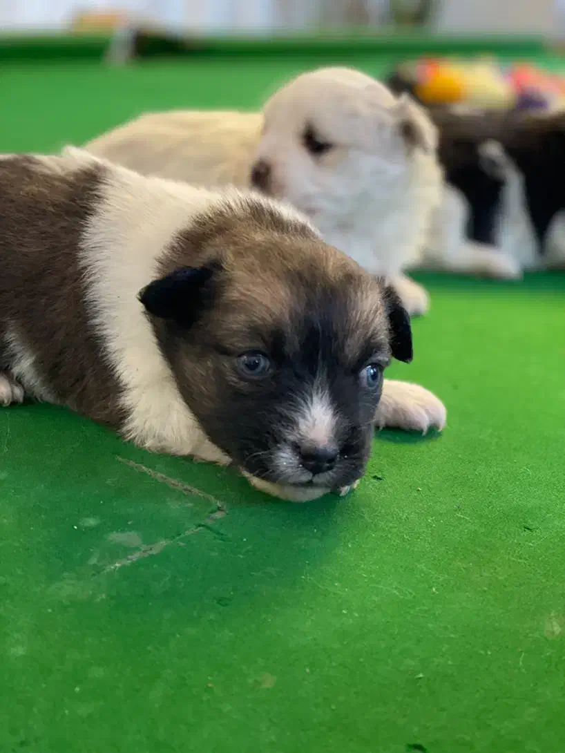 سگ تریر دوهفتشونه|سگ|مشهد, هنرستان|دیوار