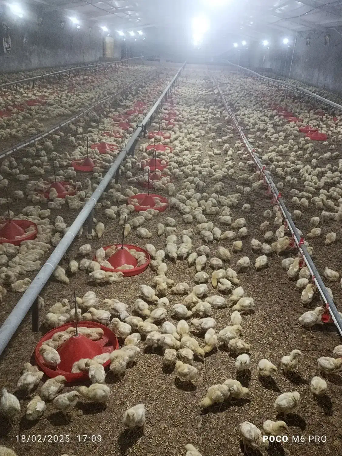 نیازمند کارگر مرغ گوشتی ماهر با ثابقه|استخدام صنعتی، فنی، مهندسی|جلگه ماژان, |دیوار