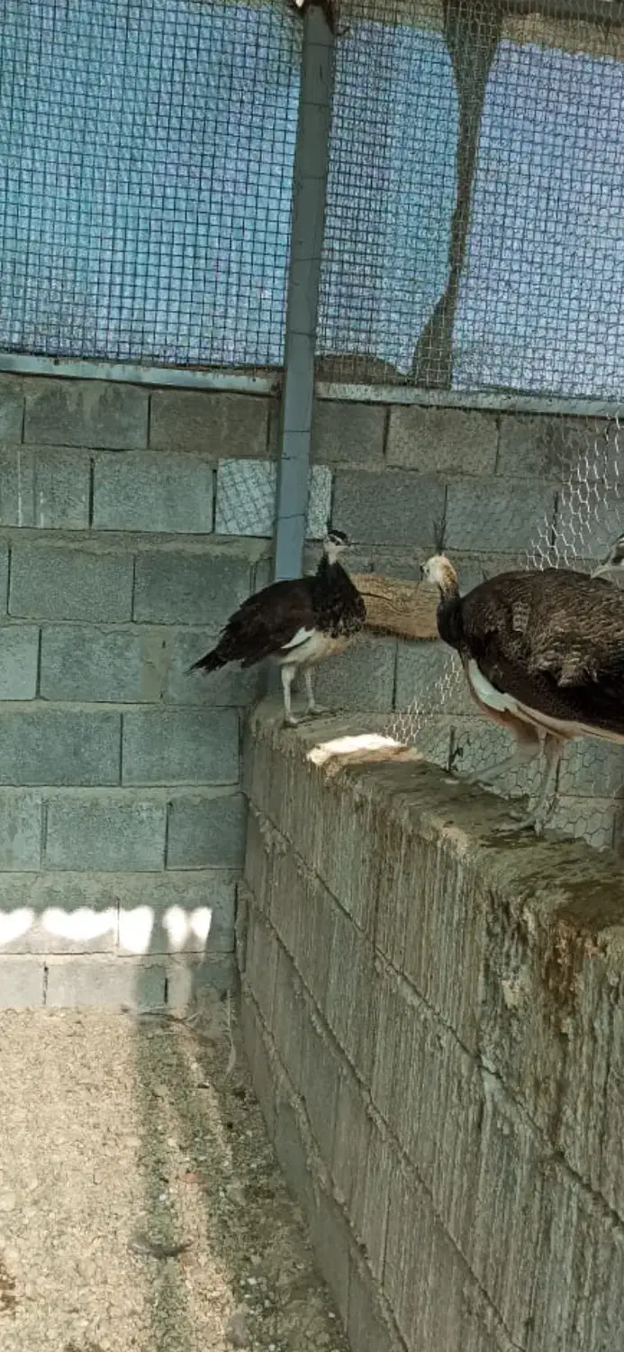 طاووس هندی|پرنده|شیراز, حومه شیراز|دیوار